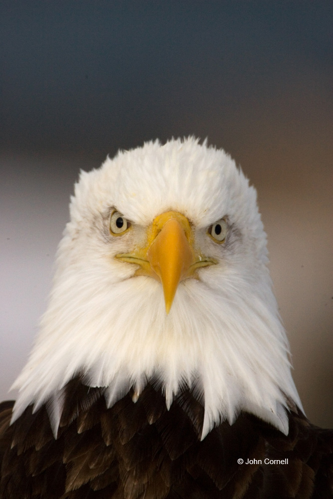 Alaska;Bald Eagle;Birds of Prey;Haliaeetus leucocephalus;Kenai Peninsula;close up;portrait;predator;predatorily;predators